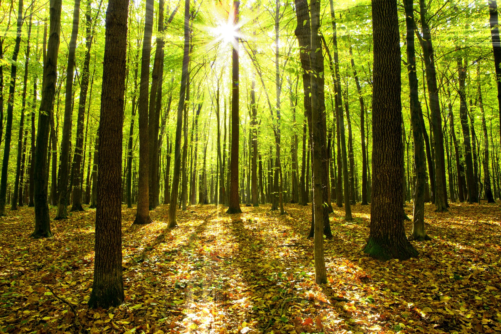 Luce del sole che filtra attraverso una foresta